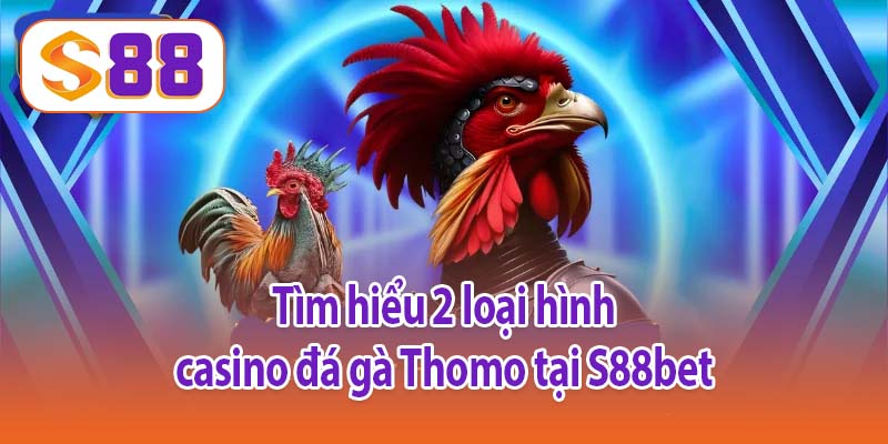 Tìm hiểu 2 loại hình casino đá gà Thomo tại S88bet