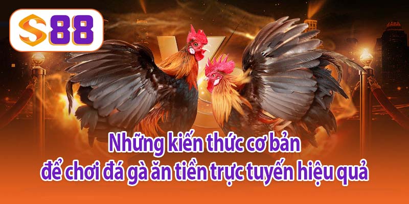 Những kiến thức cơ bản để chơi đá gà ăn tiền trực tuyến hiệu quả