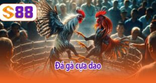 Đá gà cựa dao