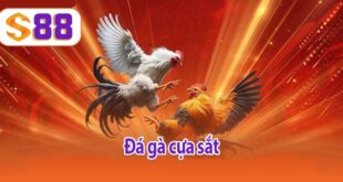 Đá gà cựa sắt