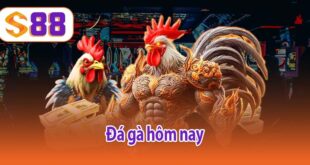 Đá gà hôm nay