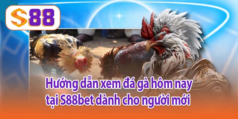 Hướng dẫn xem đá gà hôm nay tại S88bet dành cho người mới 