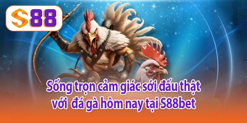 Sống trọn cảm giác sới đấu thật với đá gà hôm nay tại S88bet