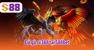 Đá gà Sv388 tại S88bet
