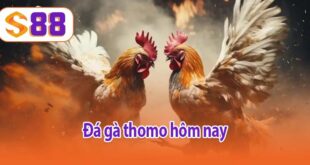Đá gà thomo hôm nay