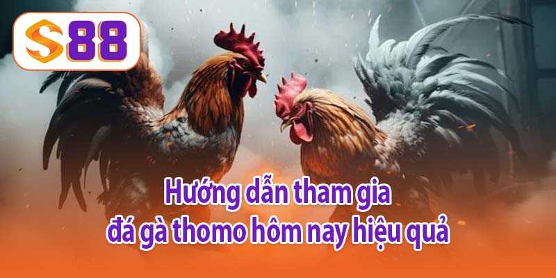 Hướng dẫn tham gia đá gà thomo hôm nay hiệu quả