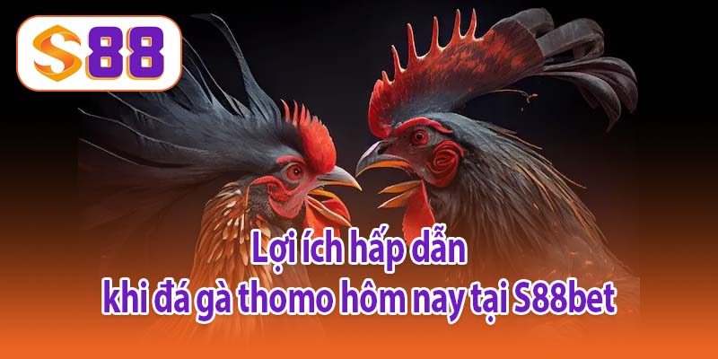 Lợi ích hấp dẫn khi đá gà thomo hôm nay tại S88bet