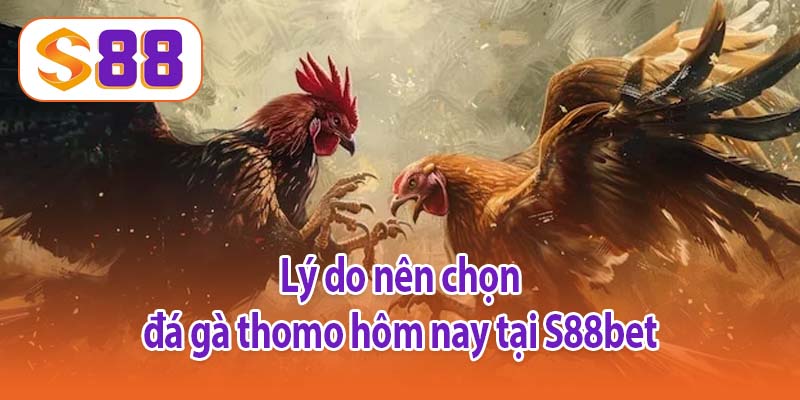 Lý do nên chọn đá gà thomo hôm nay tại S88bet
