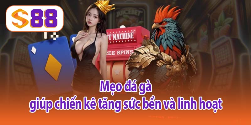 Mẹo đá gà giúp chiến kê tăng sức bền và linh hoạt