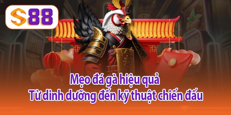 Mẹo đá gà hiệu quả - Từ dinh dưỡng đến kỹ thuật chiến đấu