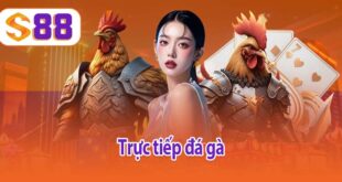 Trực tiếp đá gà