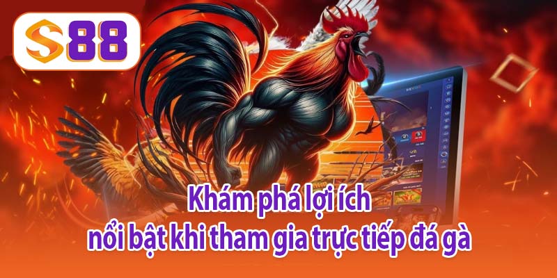 Khám phá lợi ích nổi bật khi tham gia trực tiếp đá gà